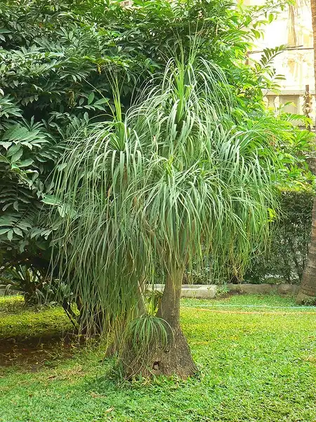 Photo of Beaucarnea recurvata - :Dinesh Valke