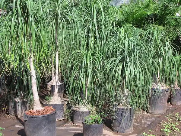 Photo of Beaucarnea recurvata - :Forest and Kim Starr