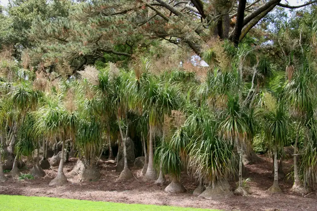 Photo of Beaucarnea recurvata - Beaucarnea recurvata:brewbooks