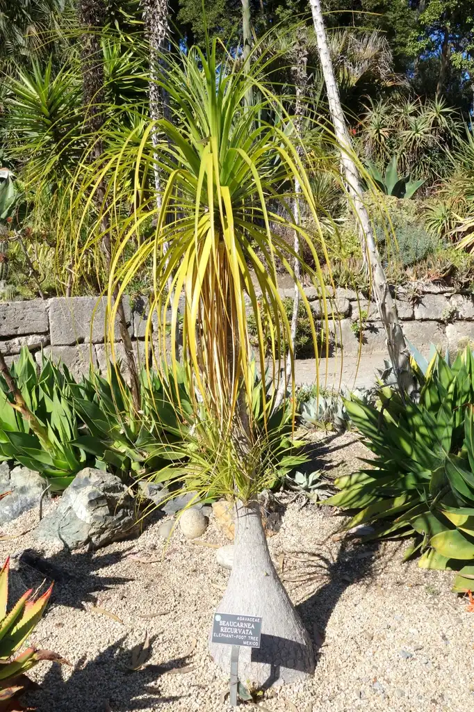 Photo of Beaucarnea recurvata - Beaucarnea recurvata:Daderot