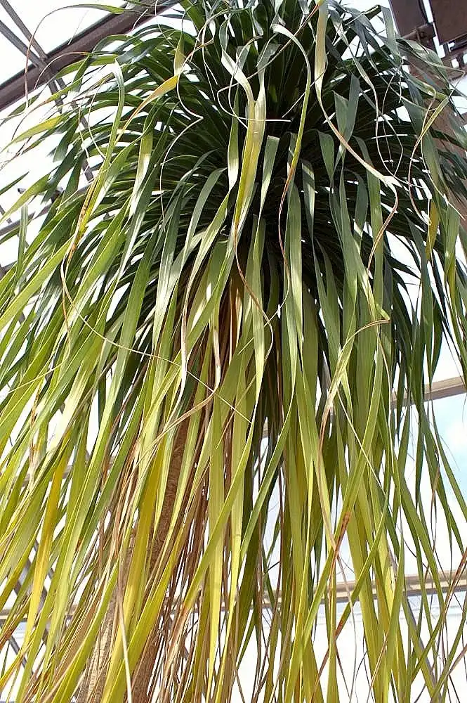 Photo of Beaucarnea recurvata - Beaucarnea recurvata:David J. Stang
