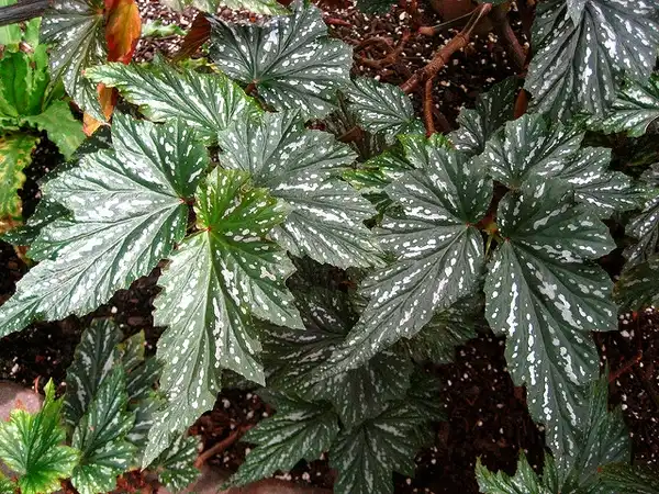 Foto de Begonia 'Argenteo-guttata' (Begonia 'Argenteo-guttata's)