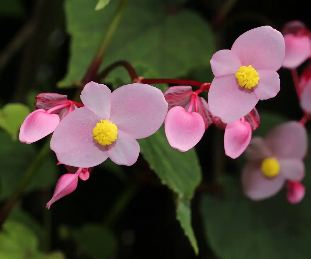 Фото Begonia grandis (Begonia grandiss)