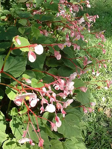 Фото Begonia grandis (Begonia grandiss)