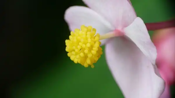Фото Begonia grandis - flower:coniferconifer