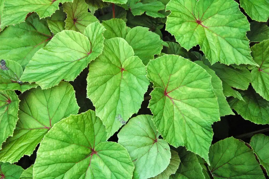 Фото Begonia grandis - Leaves:James St. John