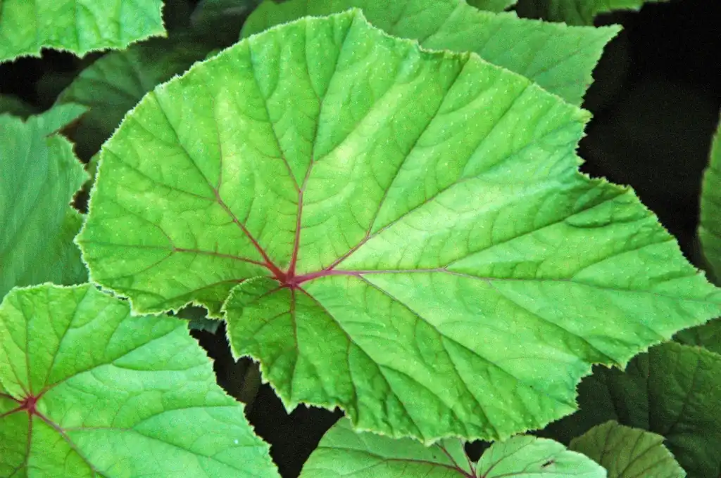 Фото Begonia grandis - Leaf:James St. John