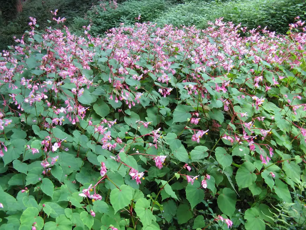 Фото Begonia grandis - Mass planting:KENPEI