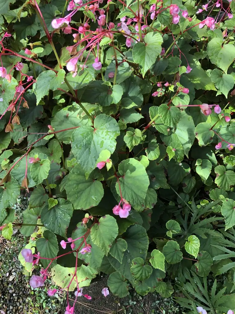 Фото Begonia grandis - 'Begonia grandis subsp. evansiana' Form (Wake County,NC):Cathy Dewitt