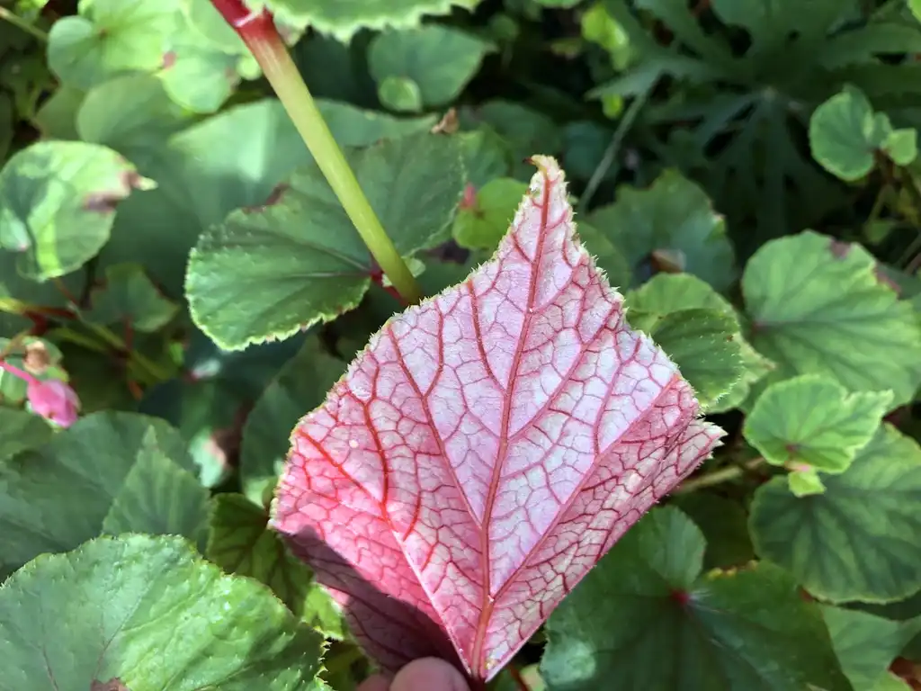 Фото Begonia grandis - 'Begonia grandis subsp. evansiana' Leaf Under Side (Wake County,NC):Cathy Dewitt