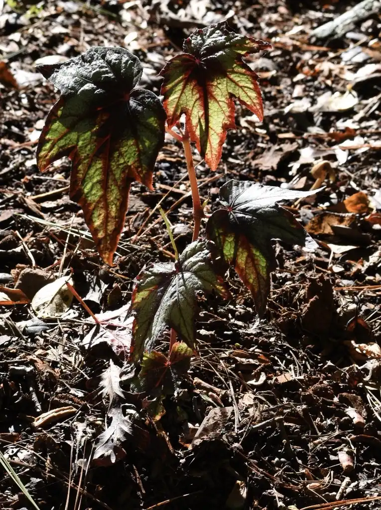 Фото Begonia grandis - New plant (Warren County,NC):Cathy Dewitt