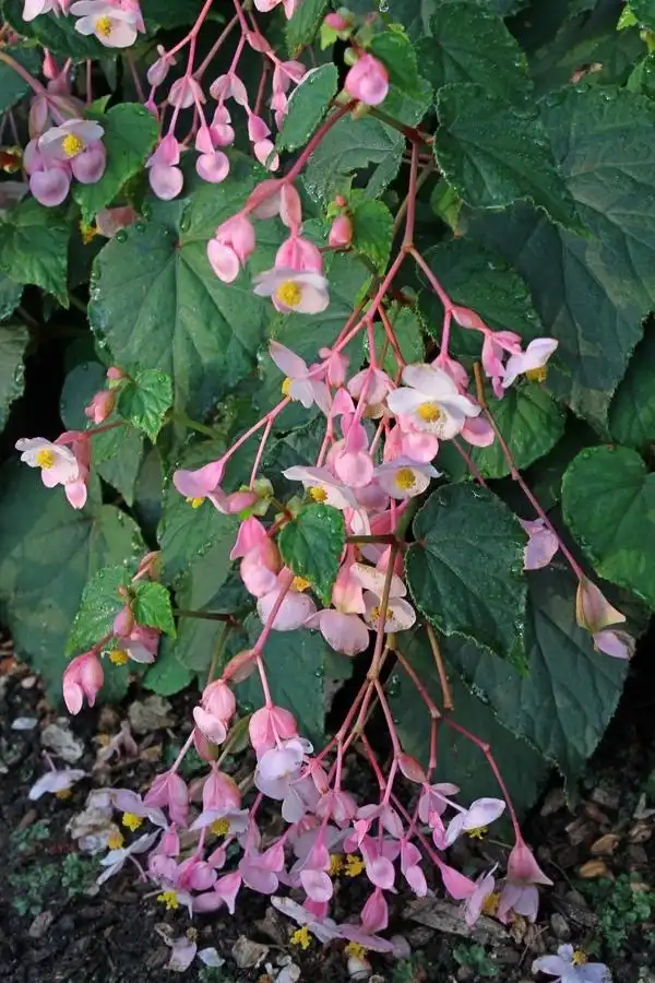 Фото Begonia grandis - 'Pink Teardrops' Flowers (Wake County,NC):Cathy Dewitt