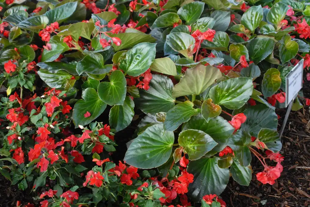 Foto de Begonia (Semperflorens-Cultorum Group) (Begonia (Semperflorens-Cultorum Group)s)