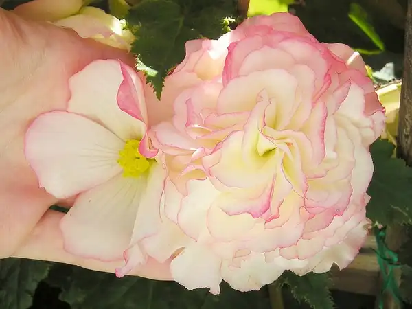 Photo of Begonia (Tuberosa Group) (Begonia (Tuberosa Group)s)
