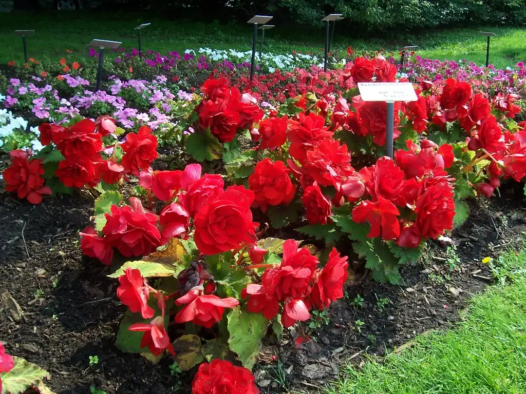 Photo of Begonia (Tuberosa Group) (Begonia (Tuberosa Group)s)