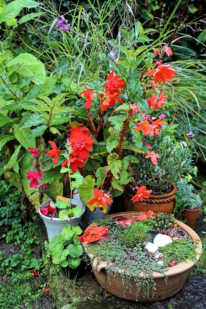 Photo of Begonia (Tuberosa Group) - Used in the garden:Acabashi