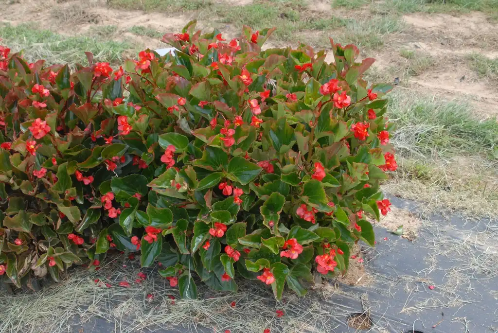 Фото Begonia x benaratensis BIG SERIES (Begonia x benaratensis BIG SERIESs)