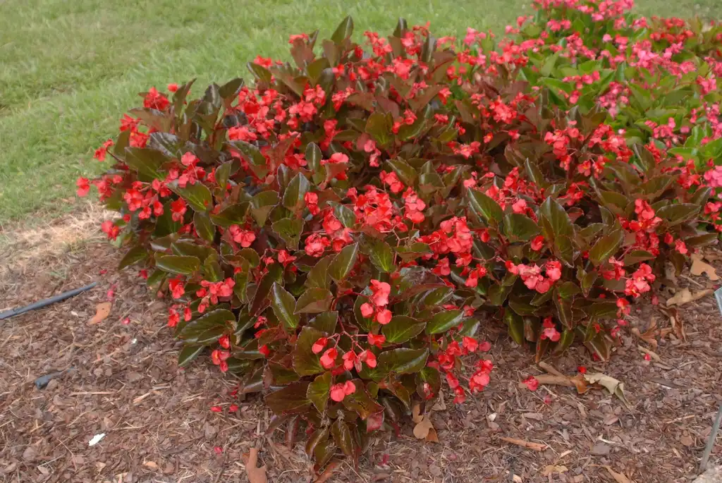 Фото Begonia x benaratensis BIG SERIES (Begonia x benaratensis BIG SERIESs)