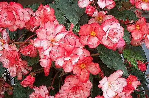 Фото Begonia (Begonias)
