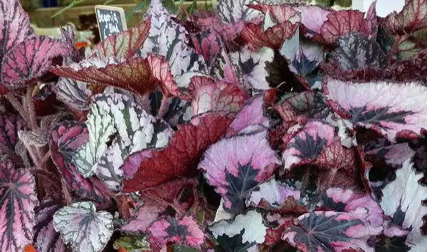 Фото Begonia (Begonias)