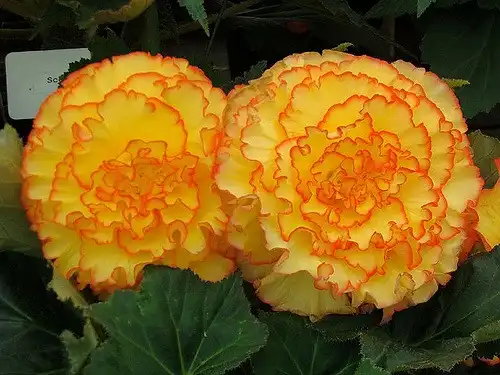 Фото Begonia - Flowers:Carolyn
