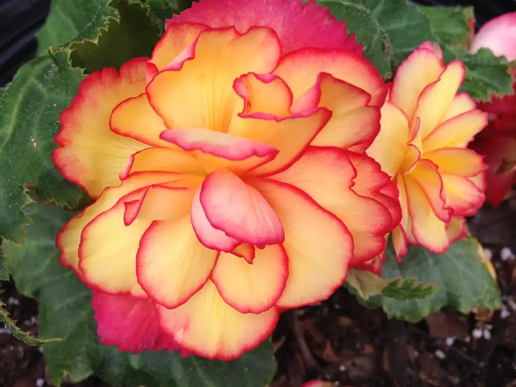 Фото Begonia - Begonia ‘On Top Sun Glow':Bernadette Clark