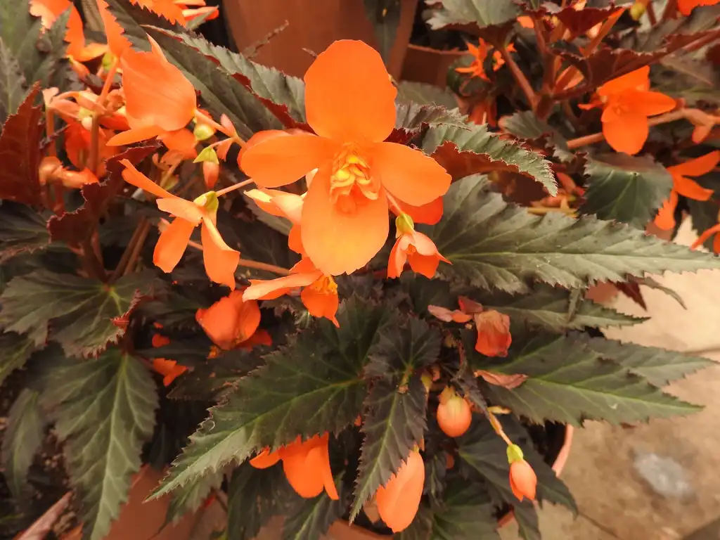 Фото Begonia - Begonia l' conia vivid red flowers and deep burgundy foliage.:Kathleen Moore