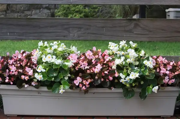 Фото Begonia - :Jim, The photographer