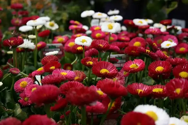Photo of Bellis perennis (Bellis perenniss)