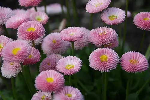 Photo of Bellis perennis (Bellis perenniss)