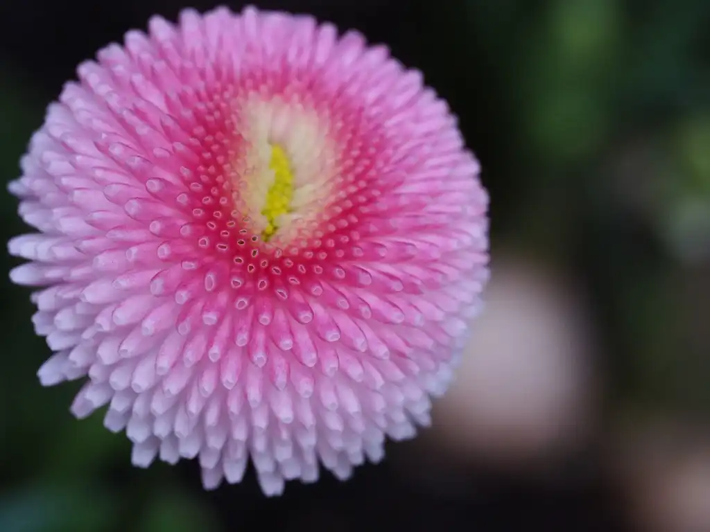 Photo of Bellis perennis - pink flower close up:Michael Mueller
