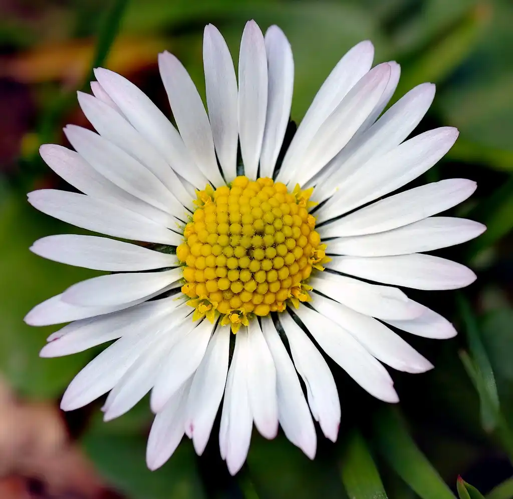 Photo of Bellis perennis - white flower close up:André Karwath aka Aka