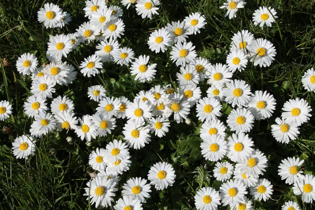 Photo of Bellis perennis - Flowers in mass planting:Bernt Fransson
