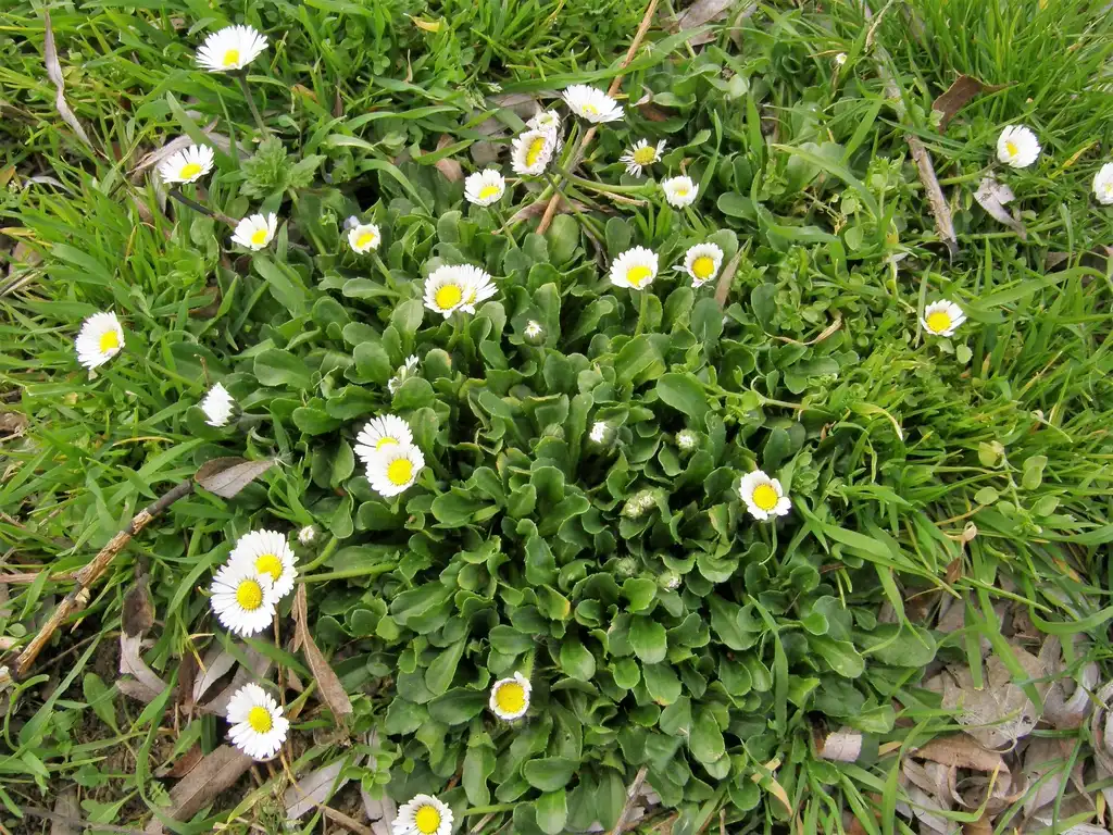 Photo of Bellis perennis - form:SABENCIA Guillermo César Ruiz