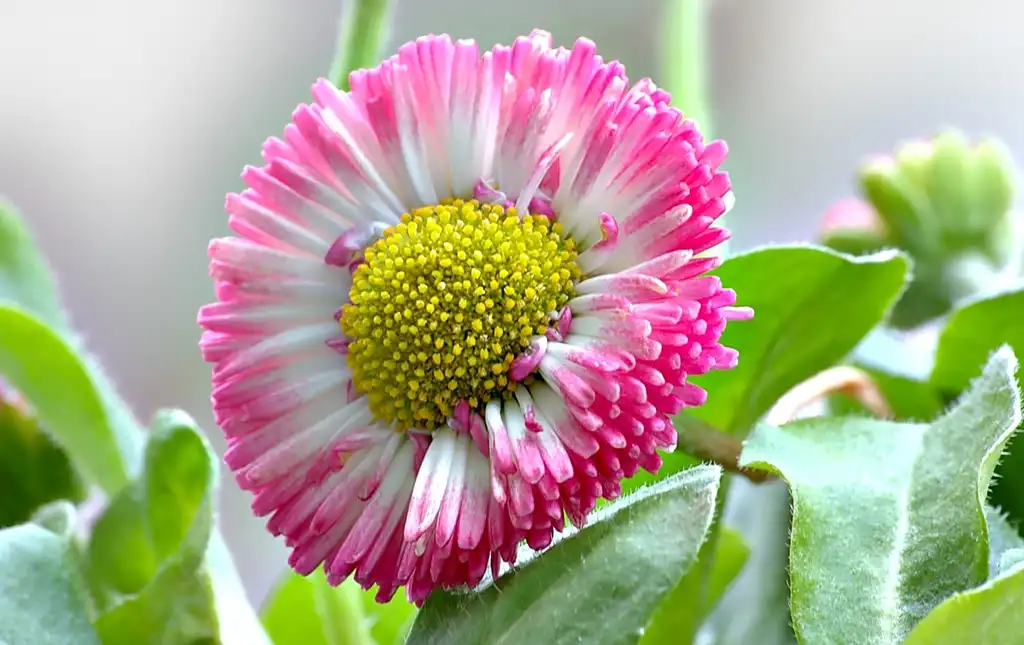 Photo of Bellis perennis - Flower and leaves:André Karwath aka Aka