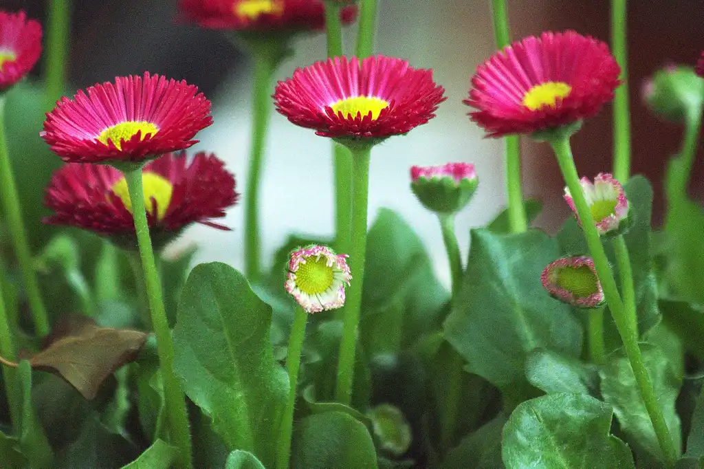 Photo of Bellis perennis - Flowers, stems, and leaves:manuel m. v.