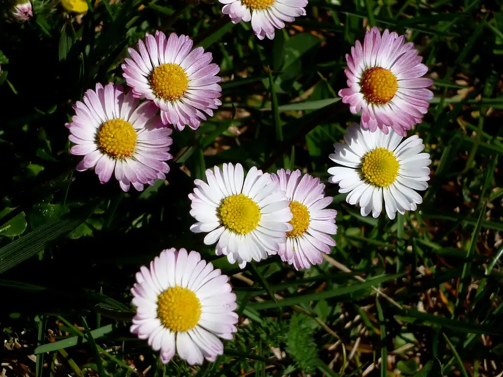 Photo of Bellis perennis - Flowers:Isidre blanc
