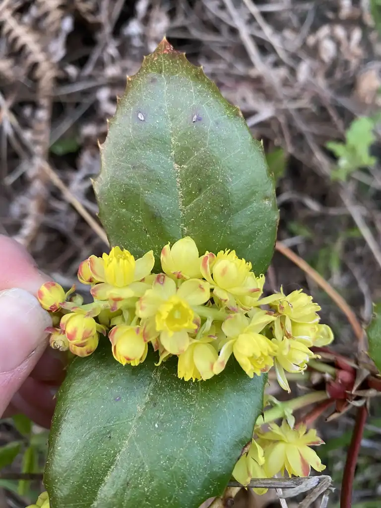 Фото Berberis aquifolium (Berberis aquifoliums)
