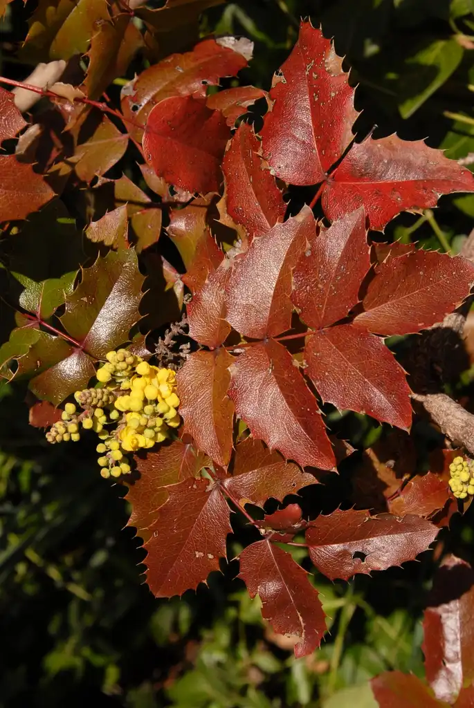 Фото Berberis aquifolium (Berberis aquifoliums)