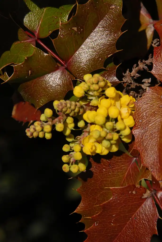 Фото Berberis aquifolium - Flower:Jim Robbins
