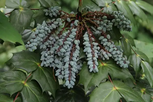 Photo of Berberis bealei (Berberis bealeis)