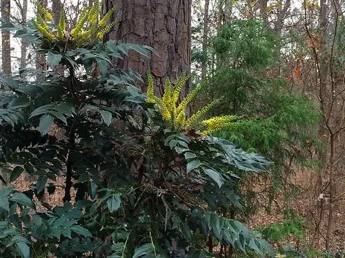 Photo of Berberis bealei (Berberis bealeis)
