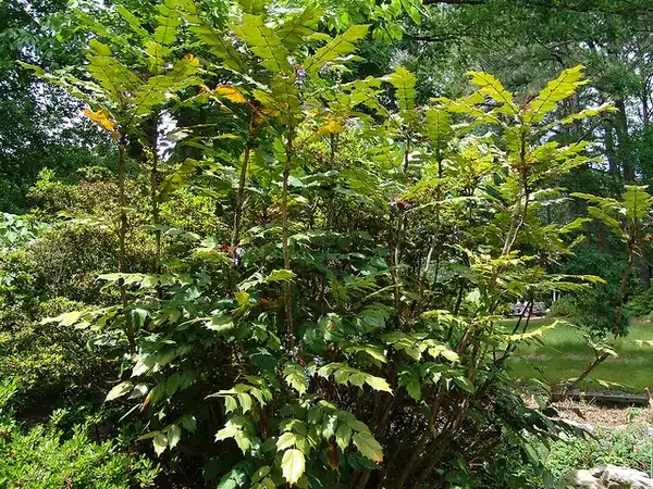 Photo of Berberis bealei - Mahonia bealei:Drew Avery
