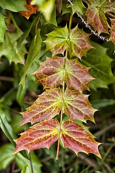 Photo of Berberis bealei - Mahonia bealei:Anne Davis 773
