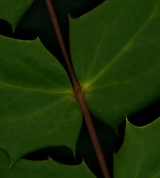Photo of Berberis bealei - Mahonia bealei:Maggie