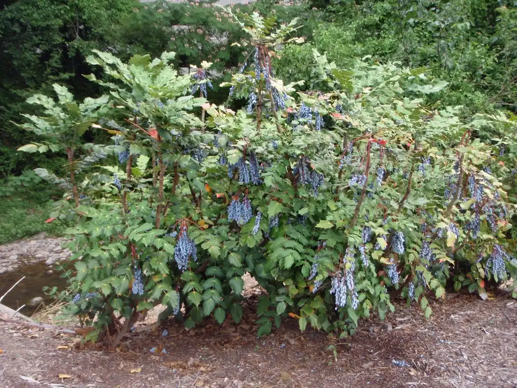 Photo of Berberis bealei - Form:Jim Robbins