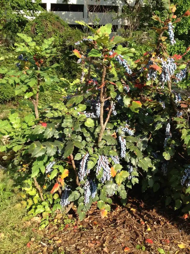 Photo of Berberis bealei - Fruit Form:Jim Robbins