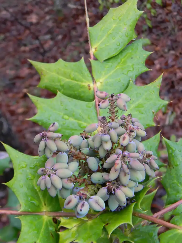 Photo of Berberis bealei - Fruit and Leaves (Buncombe County, NC):Randy Harter