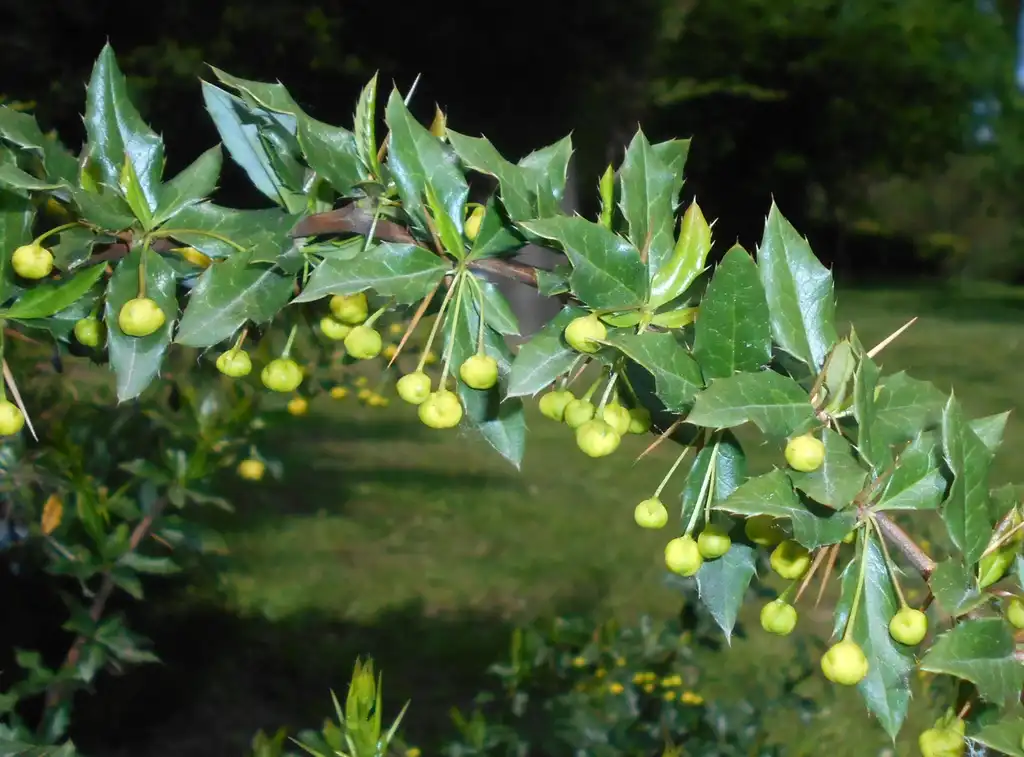 Фото Berberis candidula (Berberis candidulas)