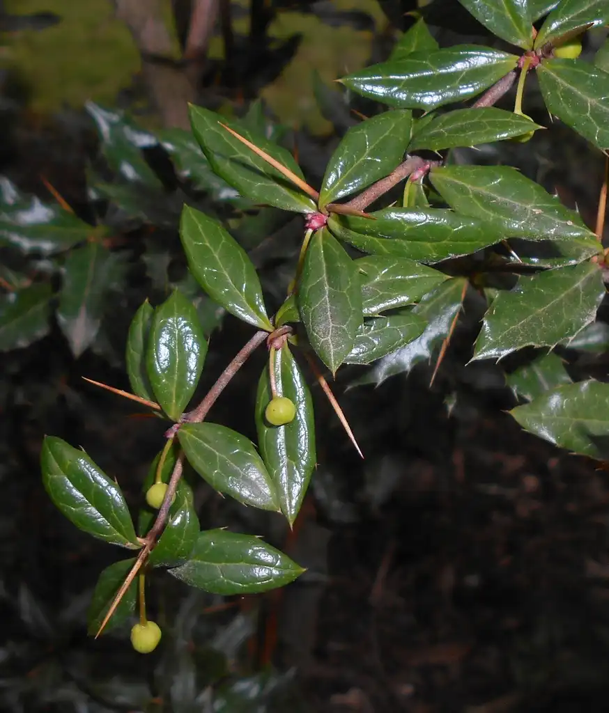 Фото Berberis candidula (Berberis candidulas)
